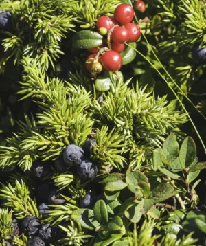 Group of Berries on Bush