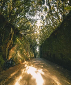 Path With Trees on Either Side