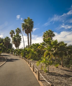 Road With Palm Trees on Either Side of It