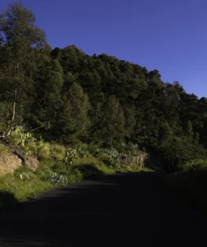 Road With Trees on the Side