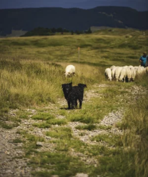 Dog Herding Sheep