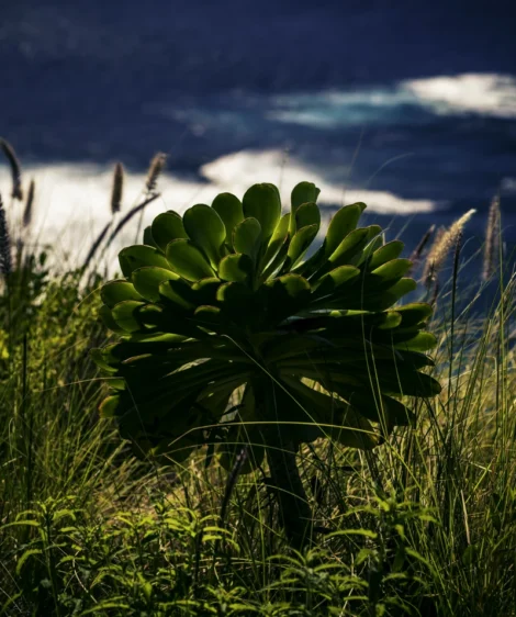 Close-up of Plant