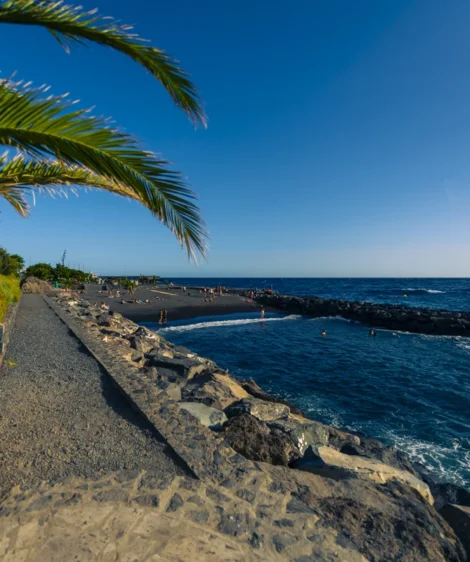 Beach With Palm Tree