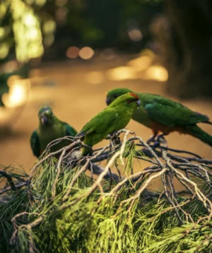 Group of Birds on Branch