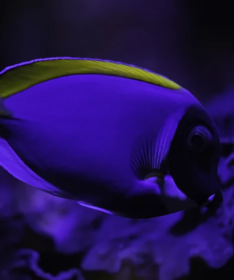 Fish Swimming in Water