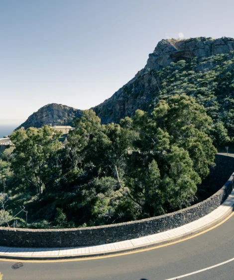Road With Trees on the Side