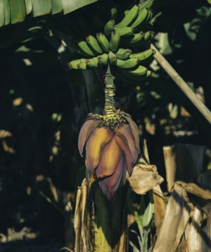 Banantree With Bananas